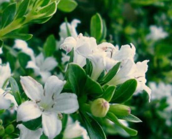 六月雪掉葉子怎么回事，最簡單實(shí)效三種解決辦法