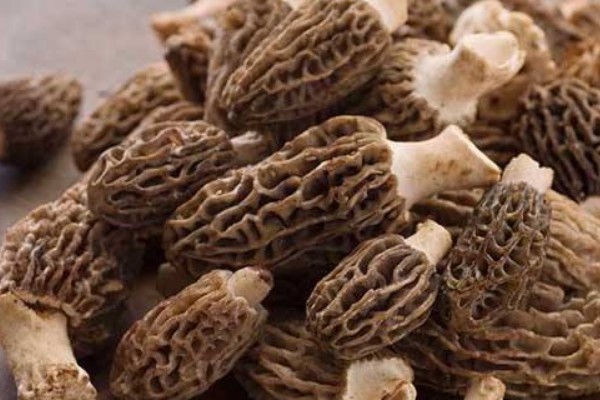 羊肚菌野生和養(yǎng)殖的區(qū)別