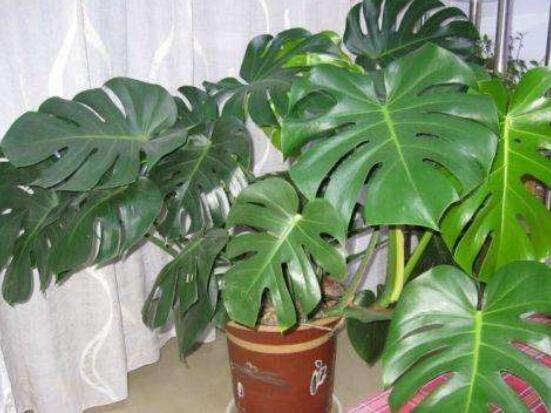 龜背竹用深盆還是淺盆，透氣性強深盆為主(陶盆/紫砂盆/泥瓦盆)