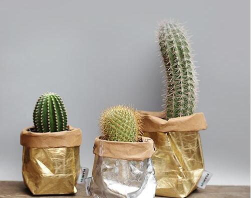 仙人球適合放在哪里，適合放在門窗口當(dāng)時(shí)不是放在東方