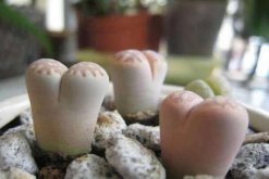 生石花徒長(zhǎng)了怎么辦，四步教你抑制生石花徒長(zhǎng)