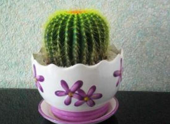 仙人球能治什么病，仙人球的作用與功效