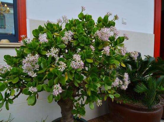 玉樹花盆景圖片大全，每個盆景都玉樹臨風(fēng)、多姿多彩