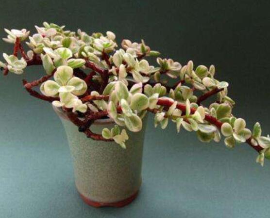 雅樂(lè)之舞的養(yǎng)殖方法和注意事項(xiàng)，老農(nóng)總結(jié)最實(shí)用八大養(yǎng)殖方法