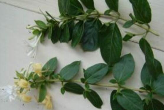 碰碰香的繁殖與養(yǎng)護(hù)，扦插繁殖存活率最高/肥水光照充足