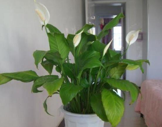 一帆風(fēng)順多久澆一次水，做到不干不澆、澆則澆透原則