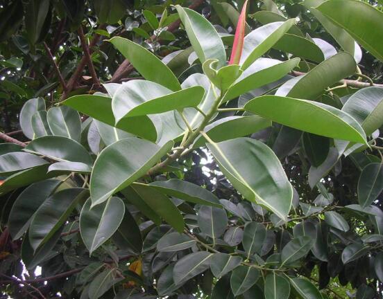 橡皮樹一盆栽幾棵最好，三棵為森八棵為發(fā)（推薦1/3/8/9）