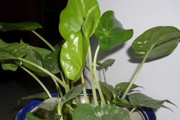 滴水觀音葉子越來(lái)越小