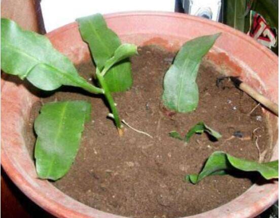 曇花葉插注意事項(xiàng)，只需要注意這五點(diǎn)即可