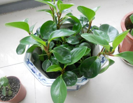 植物碧玉的風(fēng)水作用，舒緩心靈、增強(qiáng)運(yùn)勢