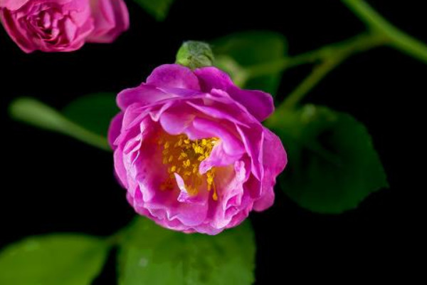 薔薇花有什么特點(diǎn)