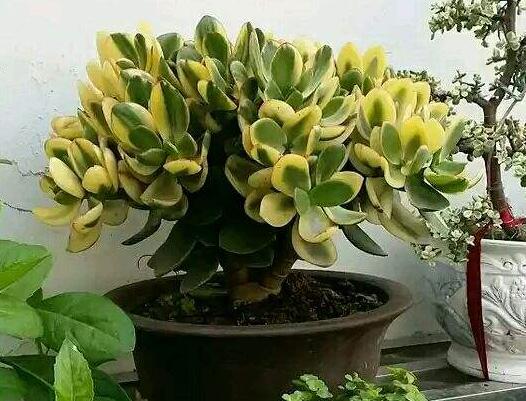 玉樹(shù)的葉子發(fā)軟發(fā)黃，防止這些問(wèn)題發(fā)生的解決方法