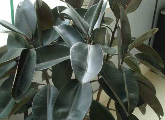 橡皮樹(shù)葉子打卷怎么辦，保持光照充足、溫度合理、忌積水