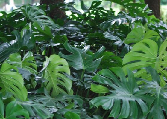 龜背竹滴水是怎么回事，只是一種正常的吐水現(xiàn)象(水分充足)