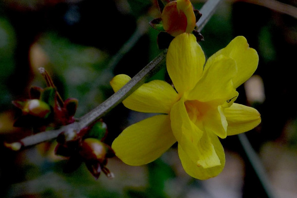 迎春花有幾個(gè)花瓣