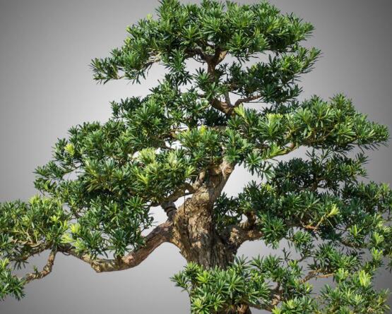 羅漢松修剪方法圖解，只需要三點(diǎn)步驟造型美觀茂盛