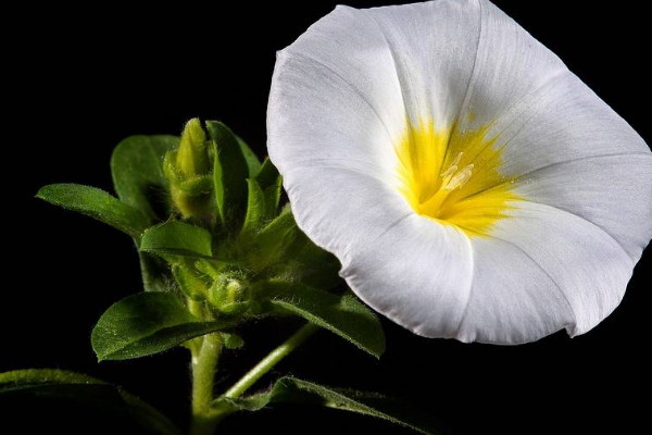 牽牛花能在陽臺(tái)上種么