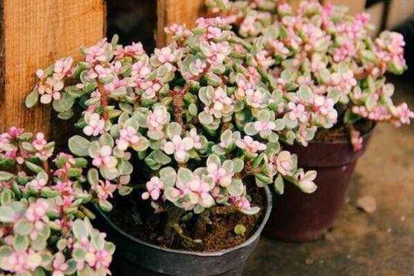 雅樂之舞可以淋雨嗎，可適當淋雨但要注意以下幾點