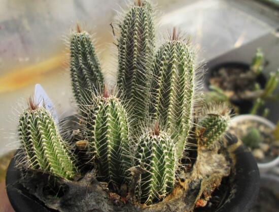 仙人掌喜歡陽光嗎，長日曬生長更健康