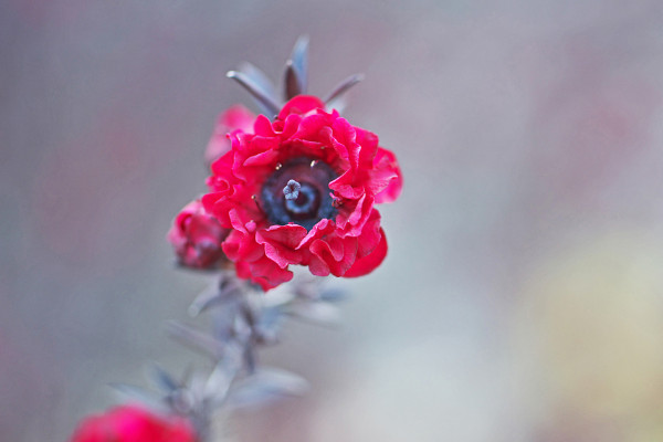 松紅梅適合家里養(yǎng)嗎