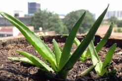 養(yǎng)蘆薈有什么好處，養(yǎng)蘆薈的5大好處