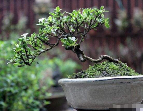 六月雪如何養(yǎng)，老農總結最實用六大基本養(yǎng)殖方法