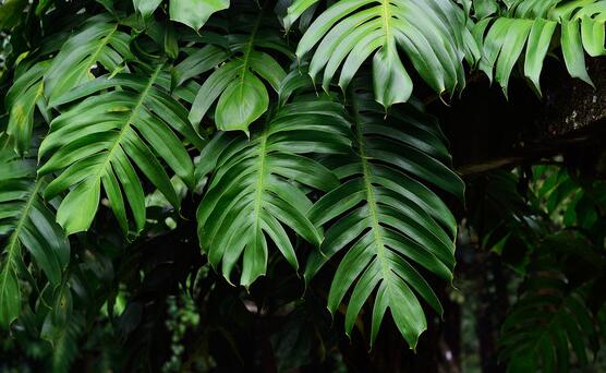 龜背竹晚上放臥室嗎，可以/凈化空氣、添福加壽、有利健康