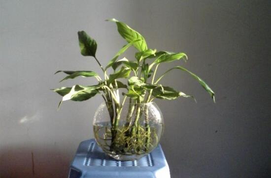 萬(wàn)年青可以水養(yǎng)嗎，水培萬(wàn)年青的養(yǎng)殖方法和注意事項(xiàng)