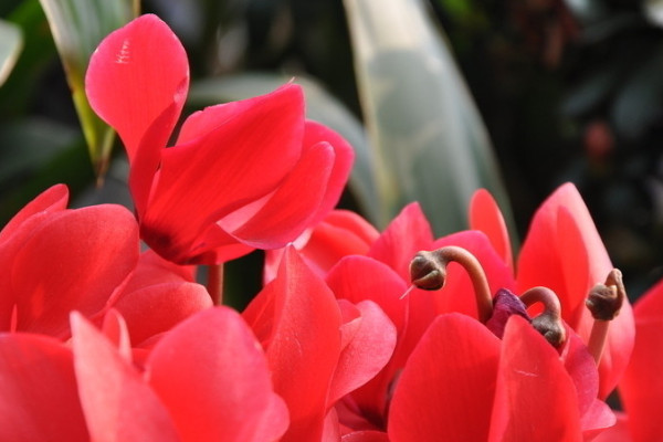 仙客來(lái)扦插方法