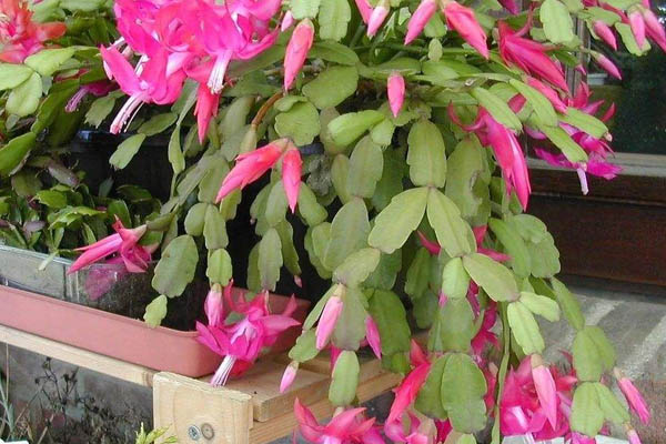 秋天蟹爪蘭的養(yǎng)殖方法和注意事項