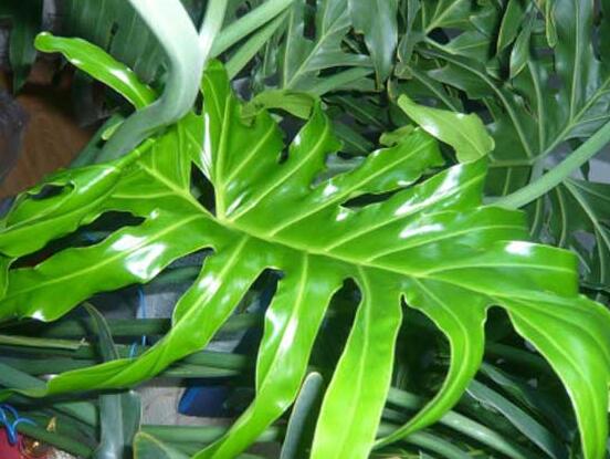 龜背竹滴的水有毒嗎，有毒/皮膚接觸會導(dǎo)致刺痛灼傷