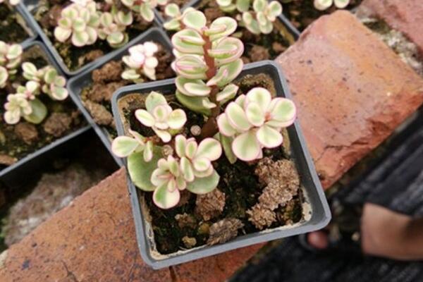 雅樂(lè)之舞養(yǎng)不出粉色，加強(qiáng)光照并補(bǔ)充養(yǎng)分