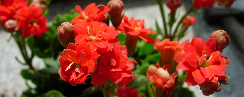 長壽花剪枝后怎么養(yǎng)護