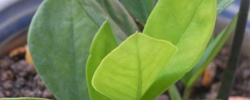 金錢樹什么時候發(fā)芽多