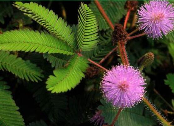 含羞草怎么養(yǎng)護，老農(nóng)總結(jié)五點最實用方法