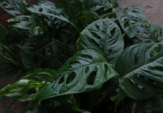 小龜背竹有毒嗎，毒性較輕/避免接觸汁液即可