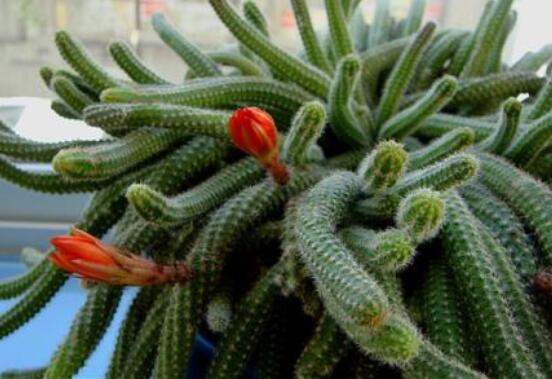 仙人掌幾年開花一次，短則3-5年開花/長則十幾年