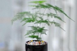 文竹冬天怎么養(yǎng)護(hù)，做好以下四點(diǎn)是關(guān)鍵