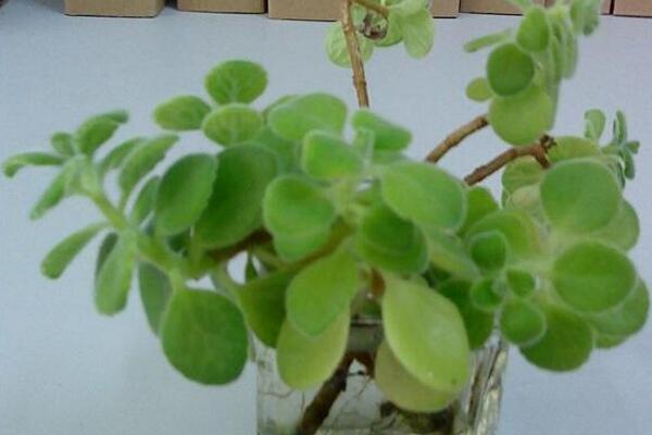 碰碰香夏天怎么澆水，保持土壤處于干燥的狀態(tài)