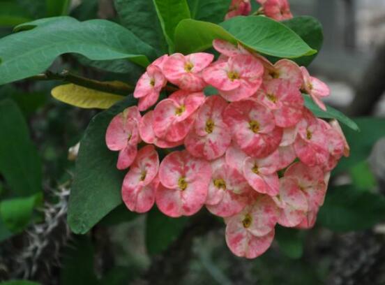 虎刺梅不開花什么原因，老農(nóng)總結(jié)最實(shí)用三種解決方法