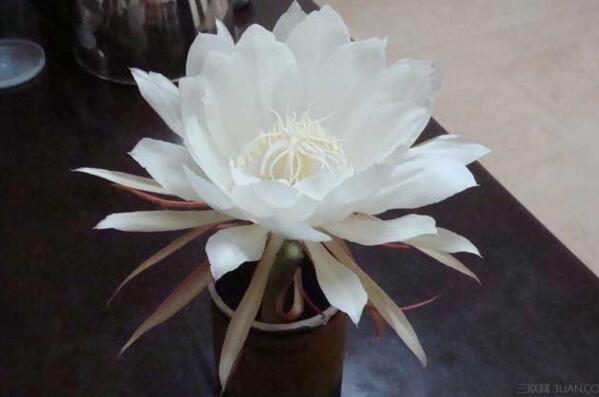 仙人球花和曇花的區(qū)別，顏色、大小、花瓣都可以進行區(qū)分