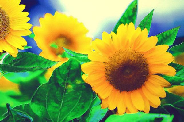 向日葵長(zhǎng)蟲(chóng)子了怎么辦