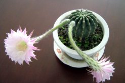 仙人球開花季節(jié)，每年的春夏季綻放（花期十天左右）