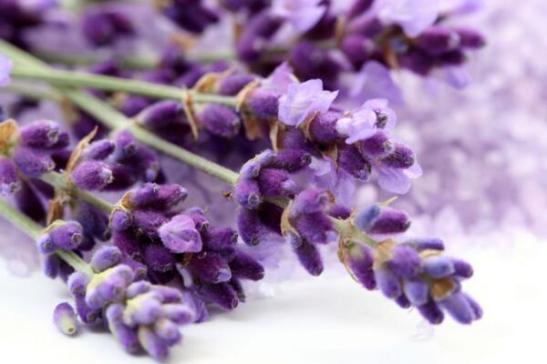 薰衣草花語圖片，薰衣草代表真愛