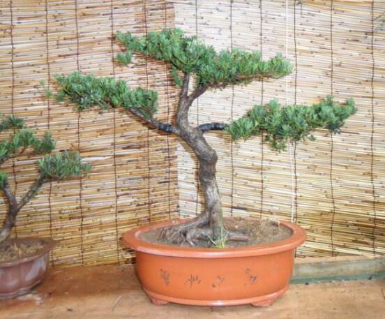 羅漢松施肥技巧，只需要五個步驟養(yǎng)的郁郁蔥蔥