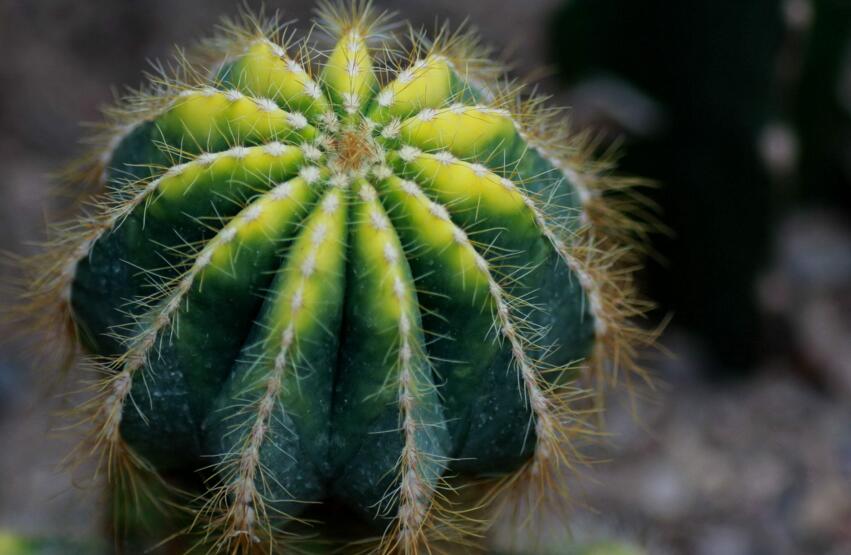 仙人球適合放在哪里，適合放在門窗口當時不是放在東方