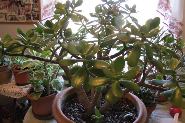 玉樹圖片，特征、習性、價值以及風水作用