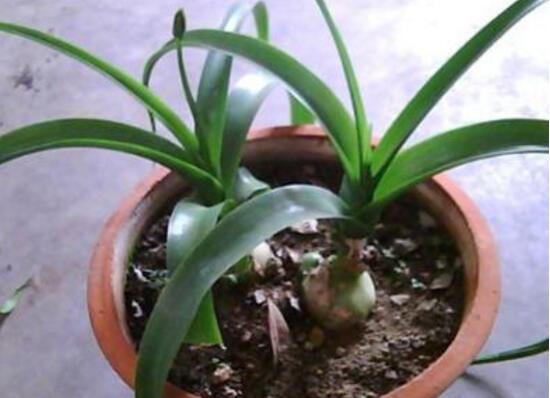 萬年青怎么繁殖，萬年青扦插方法圖解