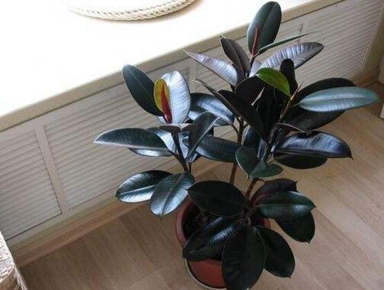 橡皮樹怎么繁殖，橡皮樹繁殖方法