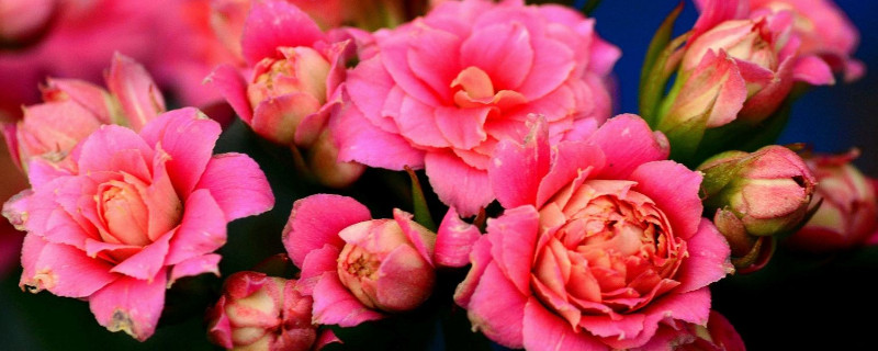 長壽花花苞期間怎么養(yǎng)護